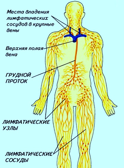 Где Находится Лимфоузлы На Шее Человека Фото