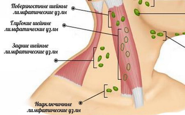 Где Находится Лимфоузлы На Шее Человека Фото