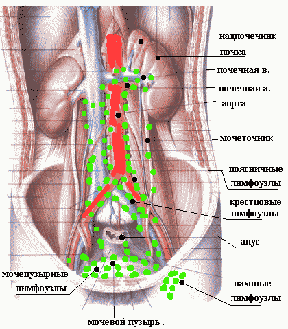 Фото Лимфоузлов Под Мышкой Схема