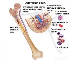 костный мозг
