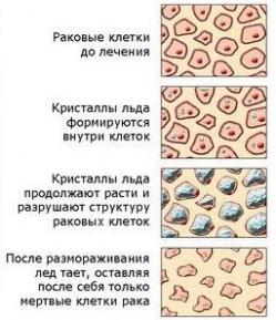 механизм действия