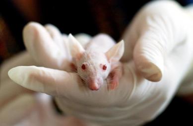 экспериментальное лечение рака у мышей