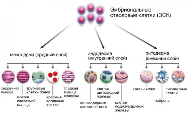 стволовые клетки 